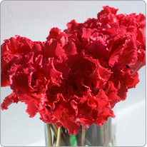 Fleurs de cyclamen Halios® CURLY® Rouge