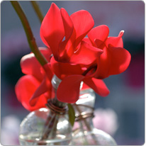 Cyclamen flowers Halios® Red