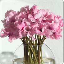 Cyclamen Blumen Halios®CURLY® Rosa mit Auge