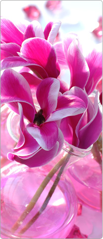 Cyclamen flowers FANTASIA® Rose