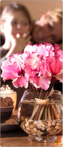 Flores de ciclamen CURLY® Violeta y Rosa con ojo