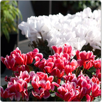 Cyclamen  Latinia® FANTASIA® Rouge et Blanc