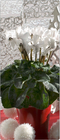 Cyclamen  Halios® CURLY® Blanc