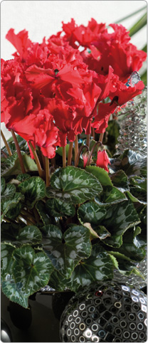 Cyclamen  Halios® CURLY® Rot