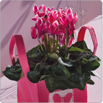 1 cyclamen Tianis® FANTASIA® Fuchsia vif - Sac  Clayrton’s  (sac décoratif étanche)