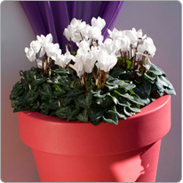 4 mini cyclamens Metis® Blanc