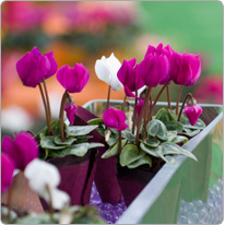 Micro cyclamens Baby Metis® Violet et Blanc