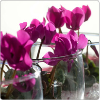 Micro cyclamen Baby Metis® Purple