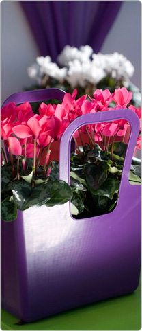 2  cyclamens Tianis® Fuchsia néon - Sac Koziol violet