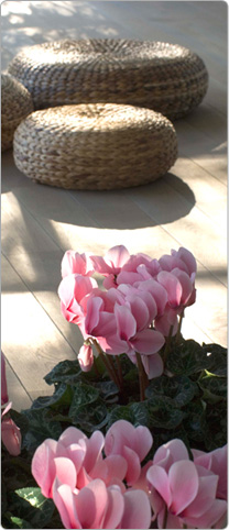 Cyclamen Halios® DHIVA Rose with eye