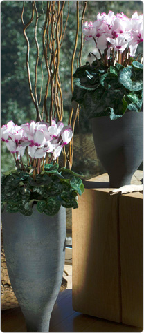 Cyclamen Latinia® VICTORIA 50