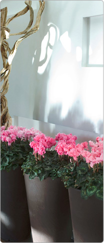 Cyclamen Halios® CURLY® Fuchsia geflammt