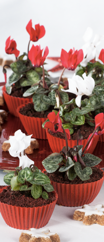 Cyclamen Smartiz® rouge et blanc