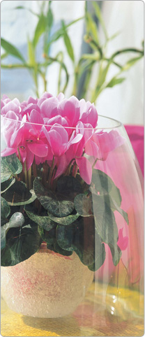 Cyclamen Halios® Lilac