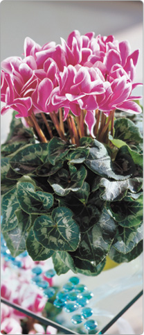 Cyclamen Halios® FANTASIA® Purple