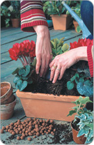 Stellen Sie die Strukturpflanzen (Spindelstrauch…) ein, dann die Mini-Cyclamen, und endlich der Efeu, mit Erde auffüllen.