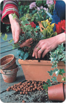 Disporre le piante di struttura (fusaggine..), poi i mini ciclamini, infine le foglie (edera...), ricoprire con il terriccio.