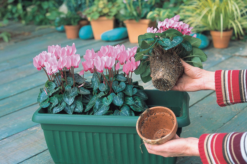 Guía con fotos para realizar una jardinera mediana de ciclámenes Morel