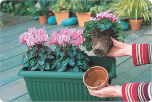Take the mini cyclamen out of their pot very delicately so as not to damage the roots.