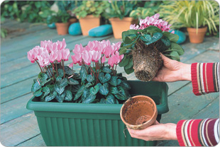 Ihre Mini-Cyclamen mit etwas Umsicht aus dem Topf handeln, um keine Wurzeln zu beschädigen. 