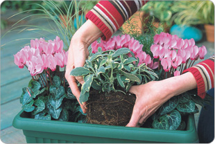 Stellen Sie die Strukturpflanzen (Gräser…) ein, dann die Mini-Cyclamen, und endlich der Efeu, mit Erde auffüllen.