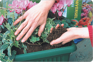 Disposer les plantes de structure (graminées...), puis les mini cyclamens, enfin les  feuillages (lierre...), recouvrir de terreau.