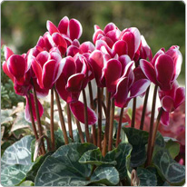 Cyclamen Tianis® FANTASIA®