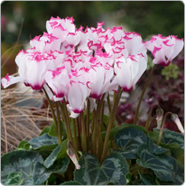 Metis® cyclamen VICTORIA