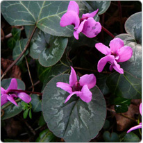 Cyclamen Coum