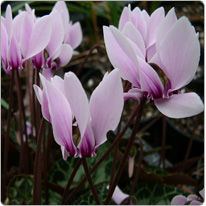 Cyclamen Graecum