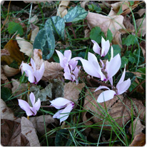 Cyclamen cilicium