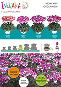 Cyclamen INDIAKA®