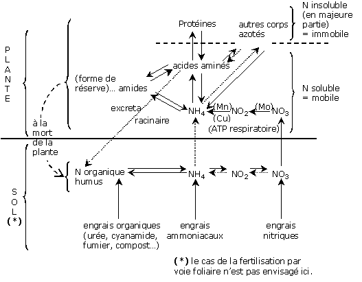 Conditions où les engrais azoté acidifient le sol