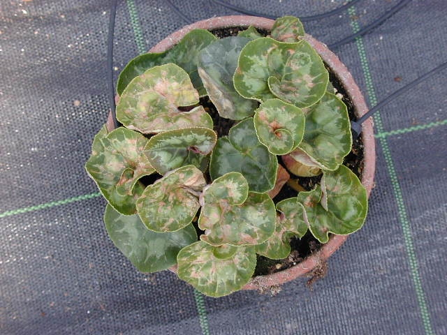 本日のタイムセール - ホットプレート / ホット ウイルスとウイルス病 - ウィルス - cyclamen.com - 病害虫 自然科学と技術