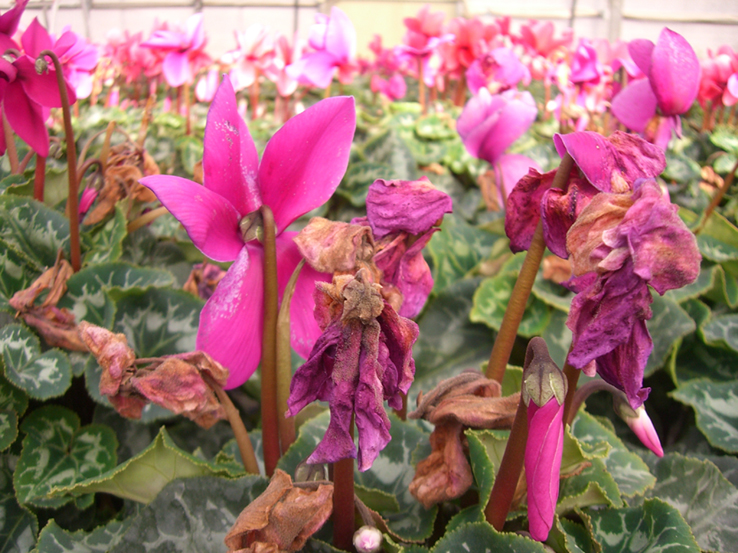 ボトリチス 灰色カビ病 カビ Cyclamen Com 病害虫