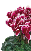 Ciclamino 2306 FANTASIA® Magenta evolution