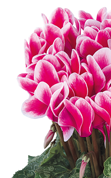 Ciclamino 2373 FANTASIA® Fucsia vivo evolution