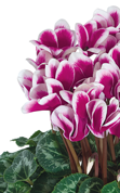 Ciclamino 2397 FANTASIA® Violetto intenso evolution