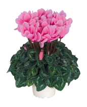 Cyclamen 3062 FANTASIA® Magenta evolución