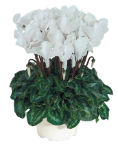 Cyclamen 3121 FANTASIA® Violet foncé évolution