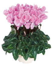 Cyclamen 3170 FANTASIA® Magenta évolution