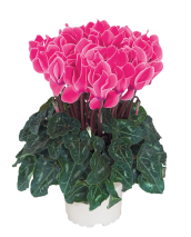 Cyclamen 3177 FANTASIA® Fucsia vivo evolución