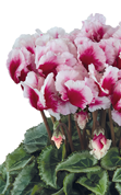 Ciclamino Metis® 4092 ABANICO® Magenta intenso