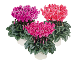 Cyclamen BISOUS® Mischung