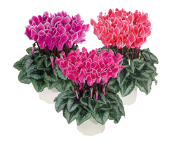 Cyclamen BISOUS® mix