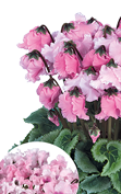 Cyclamen FALBALA® Rosa evolución