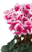 Cyclamen FRIOLA® Magenta