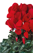 Cyclamen Halios® 2012 - Rojo escarlata evolución