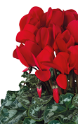 Cyclamen Halios® 2012 - Rouge écarlate évolution