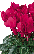 Cyclamen Halios® 2076 - HD Grenadine